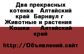 Два прекрасных котенка - Алтайский край, Барнаул г. Животные и растения » Кошки   . Алтайский край